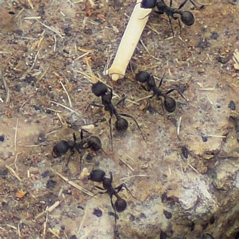 Andre S Harvester Ant From Joseph D Grant County Park CA USA On