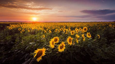 Sunset sunflowers by hitforsa on DeviantArt