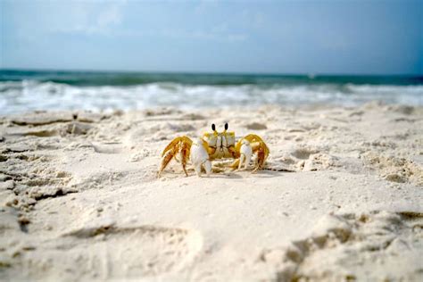 12 Hidden Beach Towns Along the Gulf Coast [Perfect for Spring Break!]