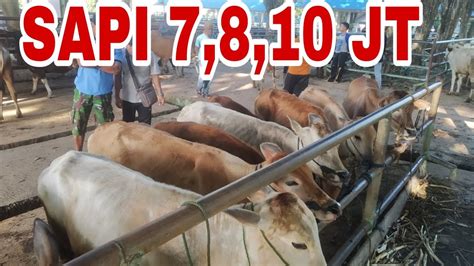 HARGA HARGA SAPI MULAI 7 6 10 JUTA DI PASAR SAPI PELAIHARI TANAH LAUT