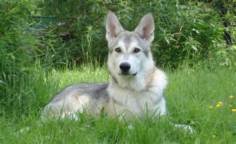 Razas De Perros Que Parecen Lobos Nombres Y Fotos