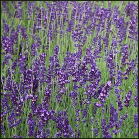 Buy Lavender, Hidcote - Lavandula angustifolia from Norfolk Herbs