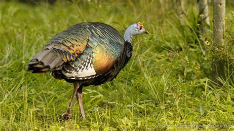 Ocellated Turkey - John Caddick | John Caddick