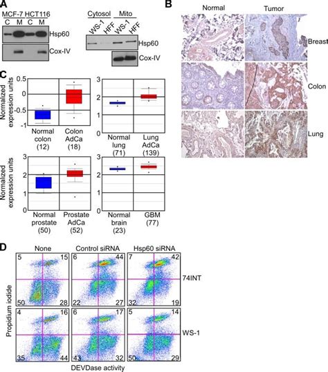 Differential Hsp Expression And Function In Tumor Cells A