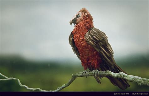 ArtStation - bearded vulture side