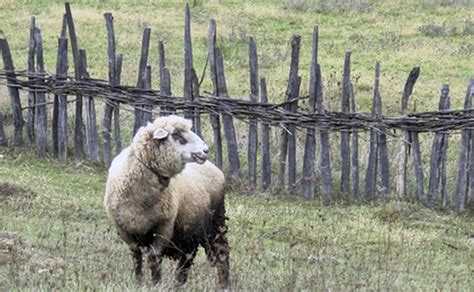 The History of Sheep Shearing | Bizfluent