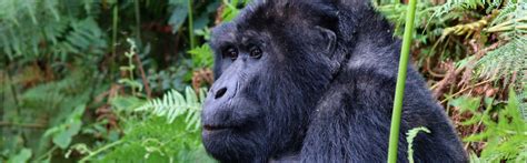 Reserving A Gorilla Trekking Permit In Uganda Uganda Gorillas