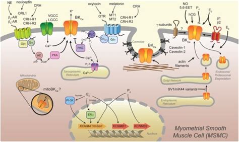 Regulation Of BK Channels In Smooth Muscle Center For Reproductive