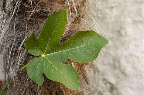 Hoja De Higo Verde En El Tronco De Una Palmera Un Símbolo De Abundancia