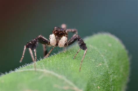 Smart and Intelligent Portia Spider Stock Image - Image of salticidae, jumping: 126828779