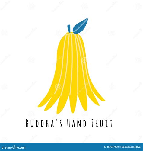 Buddhas Fruit Flat Vector Illustration Stock Vector Illustration Of