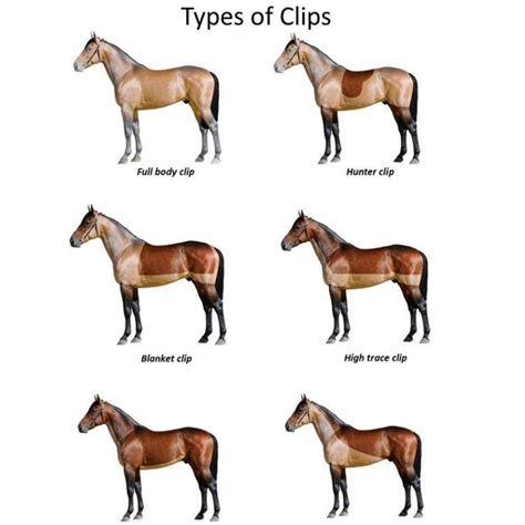 Different types of horse clip: which one is right for your horse ...