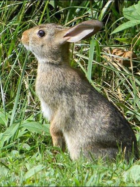 How To Calm A Wild Baby Bunny Whydoesmybaby