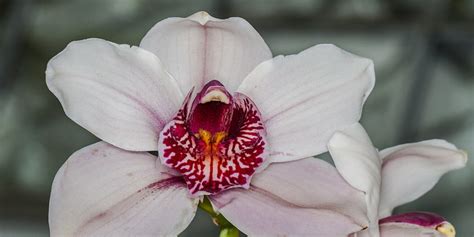 Guía sobre el cymbidium u orquídea de barco envíocoronas