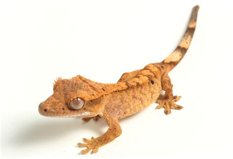 Leachie Gecko Food and Care - Pet Food Guide