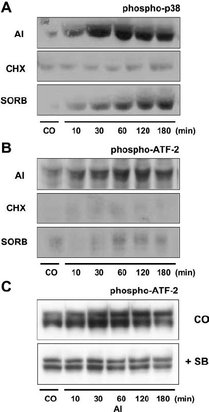 The Effects Of Ai Cycloheximide Sorbitol Sorb And Sb On