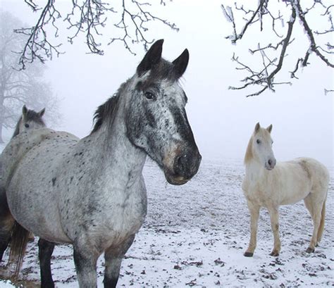 Winter Horse Riding Tips – Paddock Blade Australia