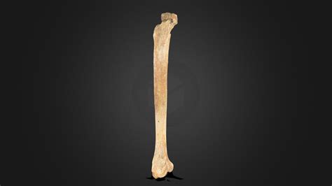 6righttibia 3d Model By Amatkins 204bf56 Sketchfab