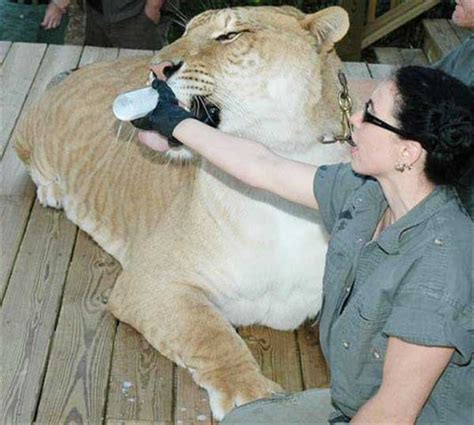 Rajani Ferrante And Ligers