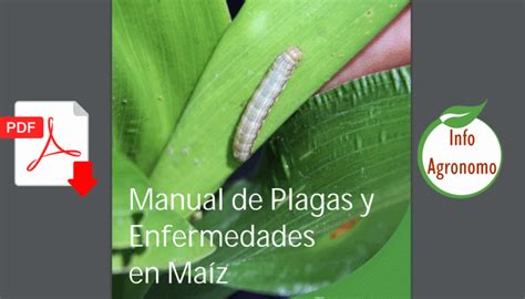 Plagas Y Enfermedades Del Maiz Infoagronomo