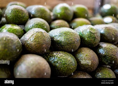 Avocados On Grocery Produce Store Shop Supermarket Display In Rows