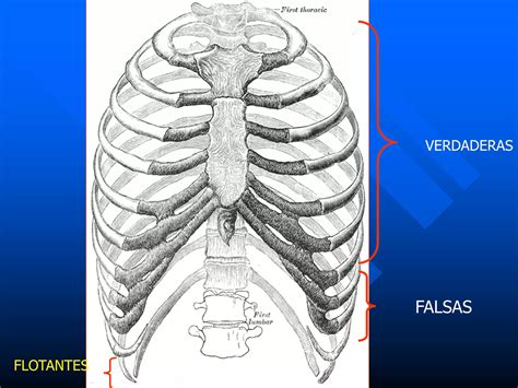 C5 Morfologia Del Sistema Respiratorio PPT