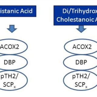 | Schematic diagram depicting the peroxisomal enzymes involved in the ...