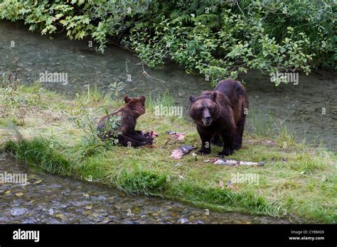 Grizzly Bear And Bear Cub Catching Salmon At Hyder Alaska Stock Photo