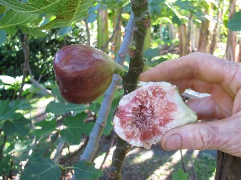 How To Tell When Figs Are Ripe Back Gardener