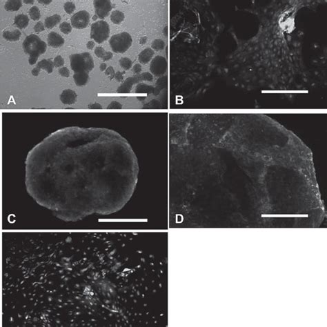 Morphology Of Undifferentiated Human Embryonic Stem Cell Hesc Download Scientific Diagram