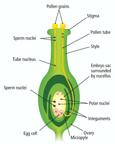 Describe double fertilization. | Biology Questions