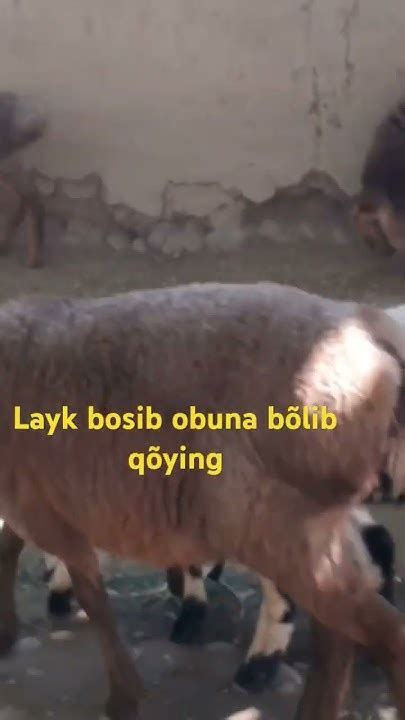 Vidio Yoqgan Bõlsa Layk Patpiska Bosib Qõyamiz Youtube