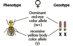 Sex Linked Inheritance Problem Set