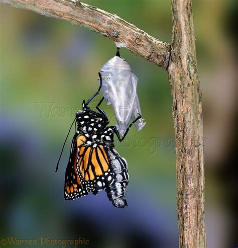 Monarch Butterfly Hatching Photo Wp03448