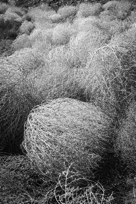 Tumbleweeds Eric M Renard Photography