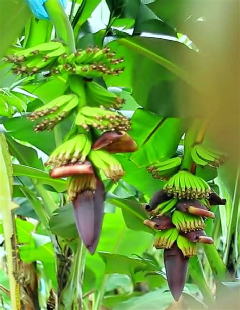 4 LANGKAH CARA MENANAM BUDIDAYA PISANG Pertanian