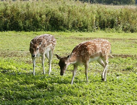 Fallow Deer 1 Free Photo Download | FreeImages