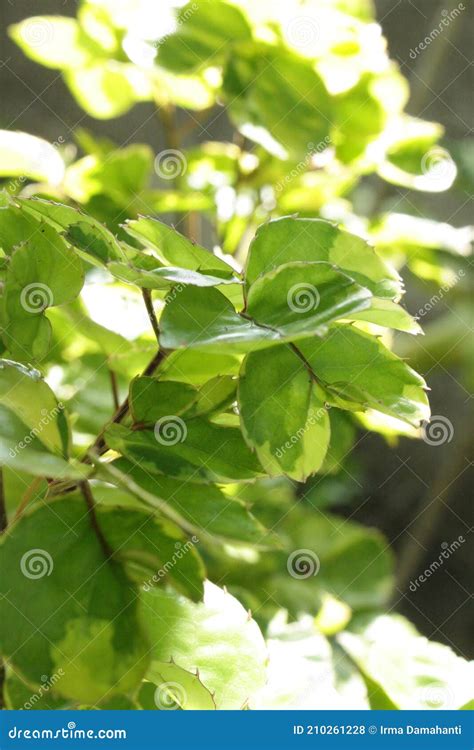 Feuilles Variegata De Polyscias Balfouriana Photo Stock Image Du