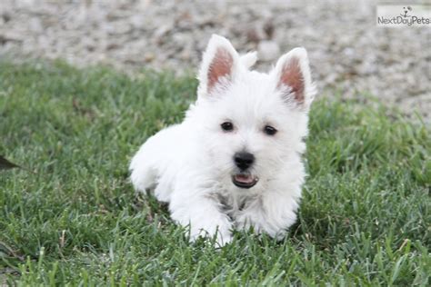 Sugar West Highland White Terrier Westie Puppy For Sale Near St