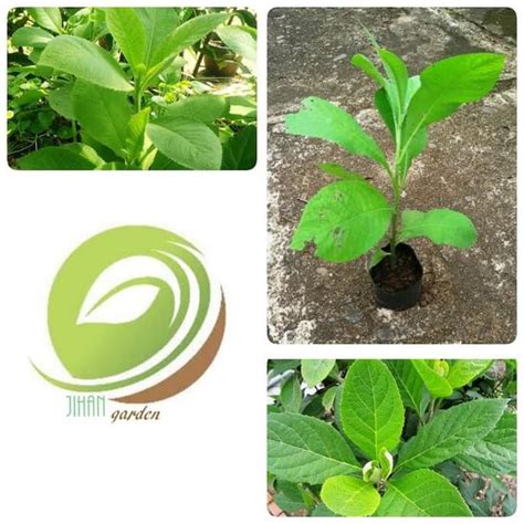 jual ib bibit tanaman daun sembungpohon daun sembung obat herbal