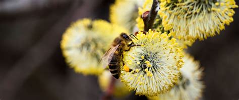 Das Bienenvolk Im Jahresverlauf Bio Imkerei Villiger