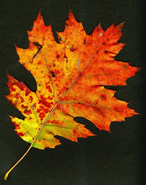 autumn oak leaf - campestre.al.gov.br