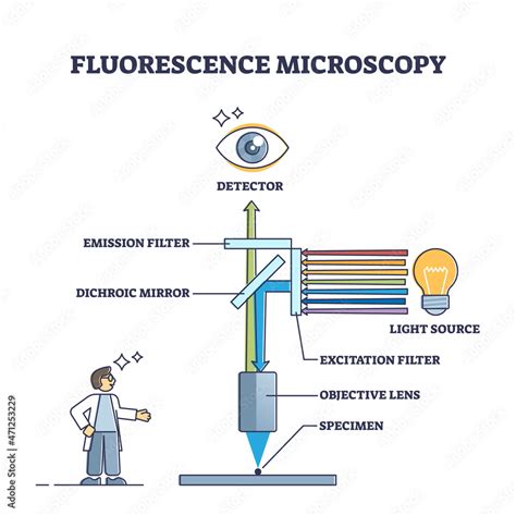 Fluorescence Microscopy Instrument Principle And Structure Outline