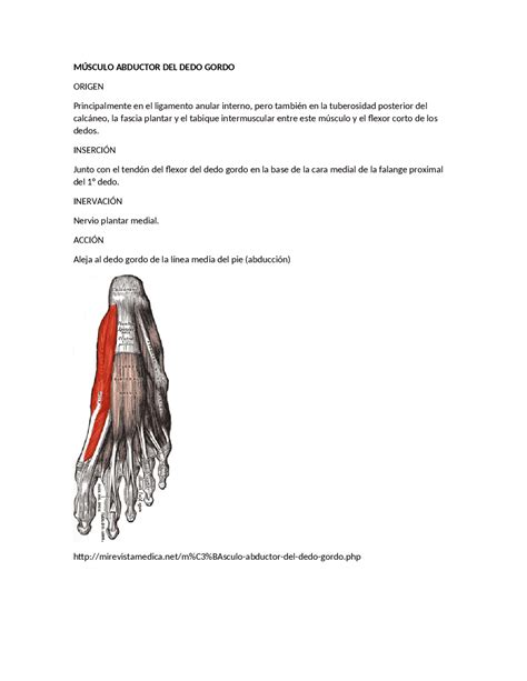 Musculo Abductor Del Dedo Gordo Docsity