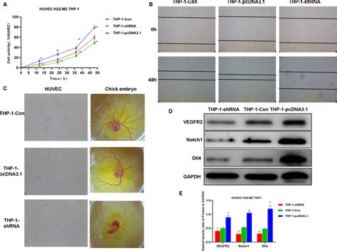 H Induced M Macrophagesinduced Angiogenesis A Huvec Cell