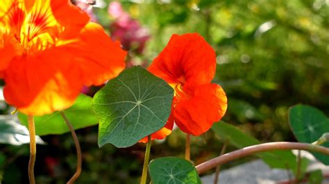 bright red orange flowers blooming in the garden 18735374 Stock Video at Vecteezy