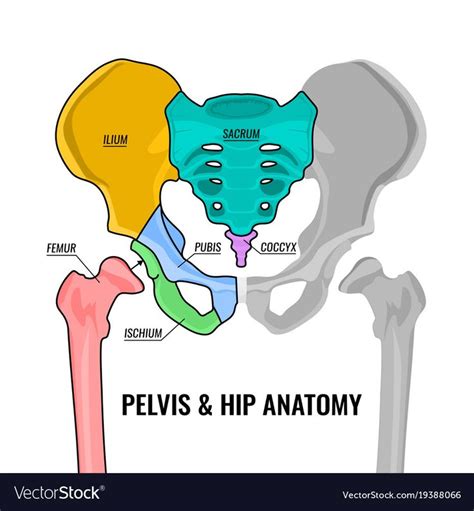 Pin By Lew On Education Pelvis Anatomy Hip Anatomy Pelvic Bone