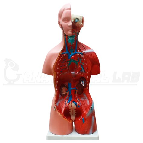 Torso Humano Cl Ssico Bissexual De Cm Partes Anatomicallab