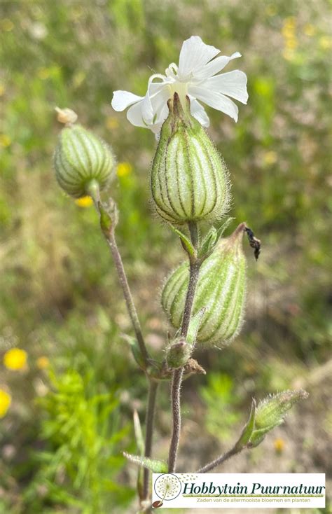 Avondkoekoeksbloem Silene Latifolia Subsp Alba 250 Zaden Hobbytuin