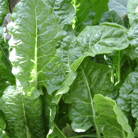 How To Grow Spinach Indoors A Beginners Guide Thegardenmethod